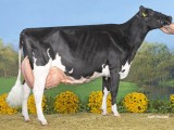 Kamp Oude koeien Topcross Anna 253 (V. Goldwyn), Mts. J en I Jacobi
